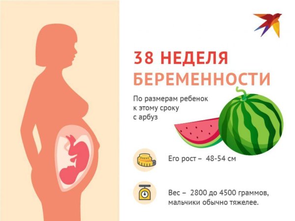 3 Триместр беременности период