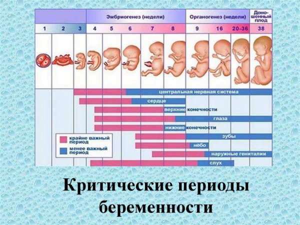 Календарь внутриутробного развития ребенка по неделям