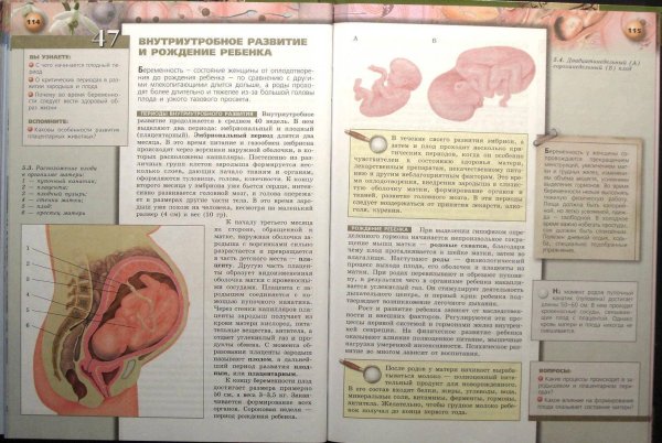 Формирование плода по неделям беременности 1 триместр