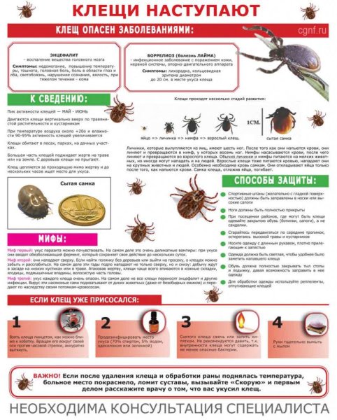 Клещевой энцефалит памятка для родителей