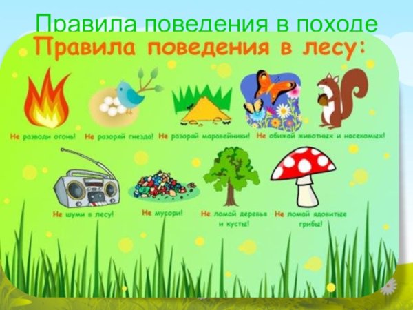 Правила поведения в лесу