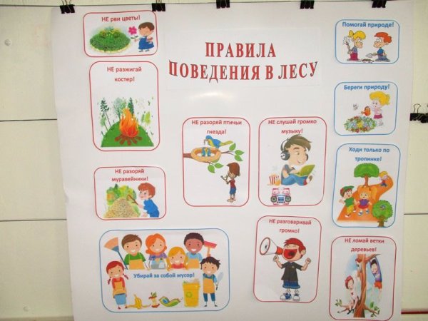 Плакат правил поведения в лесу