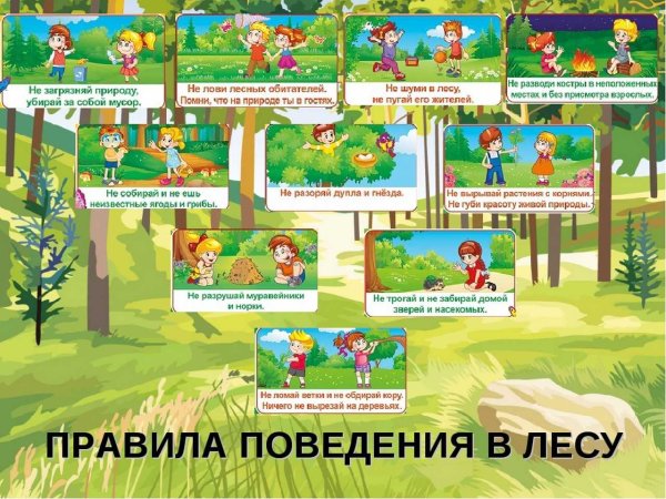 Правило рлвидение в лесу