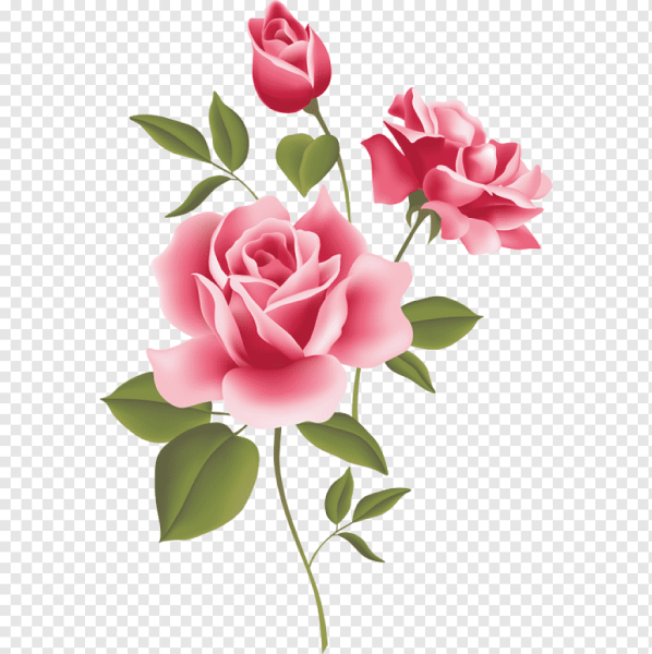 Веточка розы на прозрачном фоне