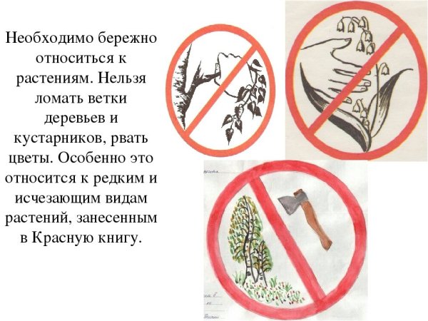 Рисунок на тему береги растения