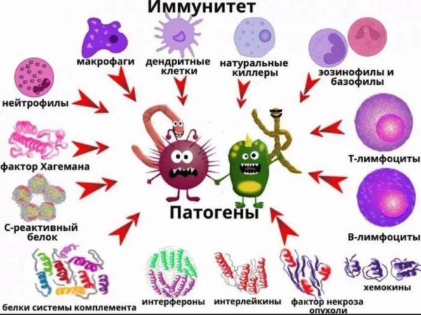 Иммунитет человека