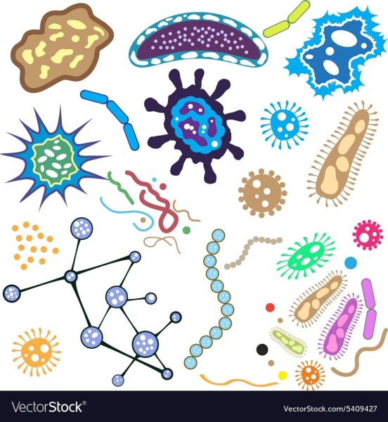 Микробы и бактерии