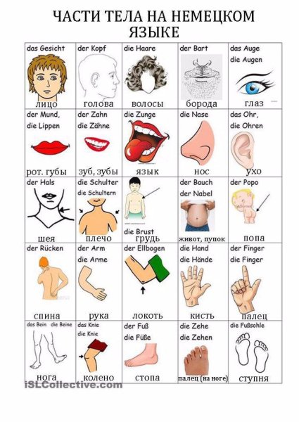 Части тела на немецком языке с переводом