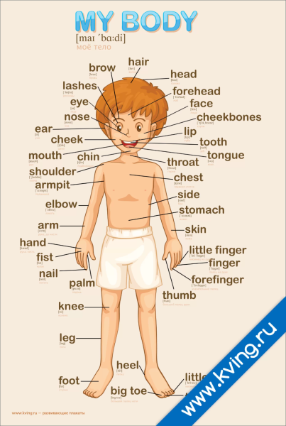 Части тела на английском для детей с переводом