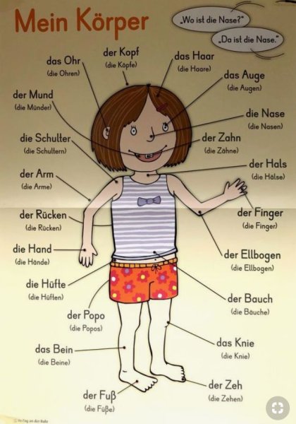 Тело человека на немецком языке