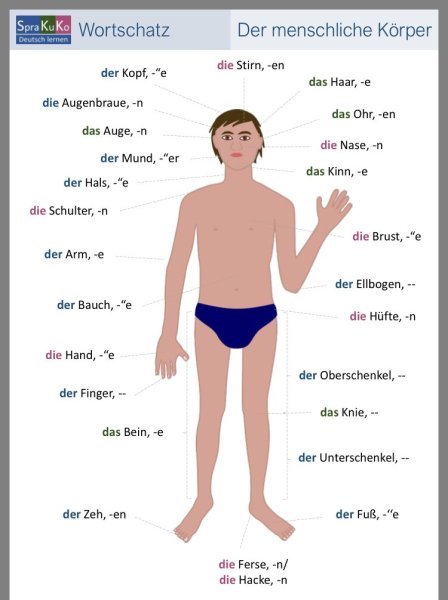 Строение человека на немецком языке с переводом