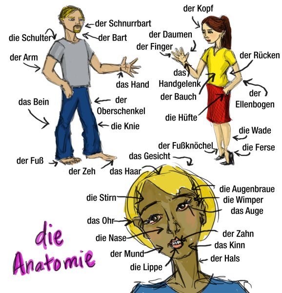 Части тела на немецком языке
