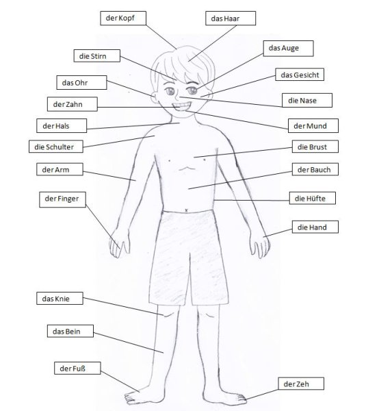 Части человеческого тела на немецком языке