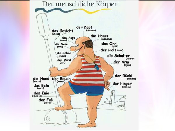 Части тела по немецки с переводом