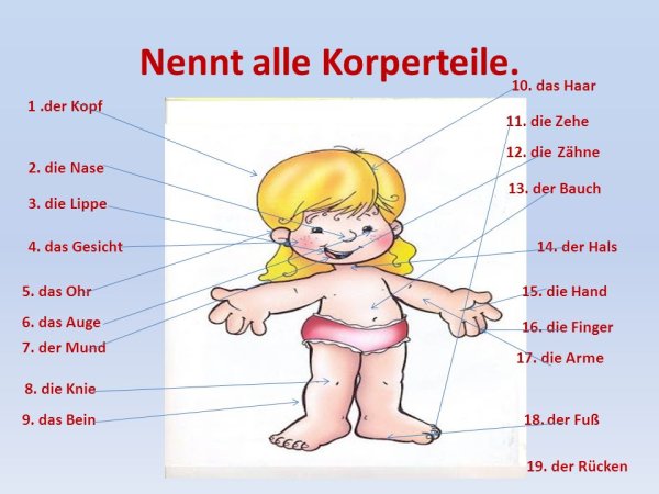 Части тела животных на немецком языке
