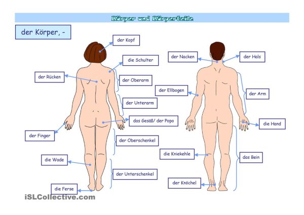 Части тела на немецком языке с переводом