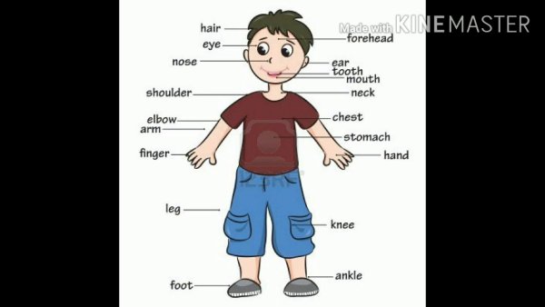 Название частей тела на английском
