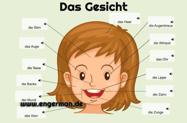 Части тела на немецком языке