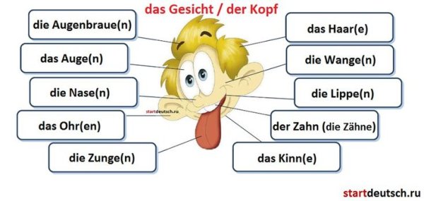 Части тела на немецком языке