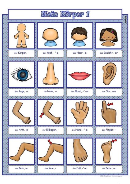 Части тела на немецком языке