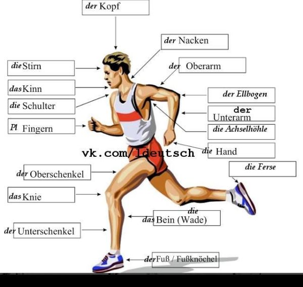 Части тела по немецки с переводом