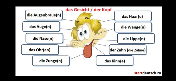 Части тела на немецком языке
