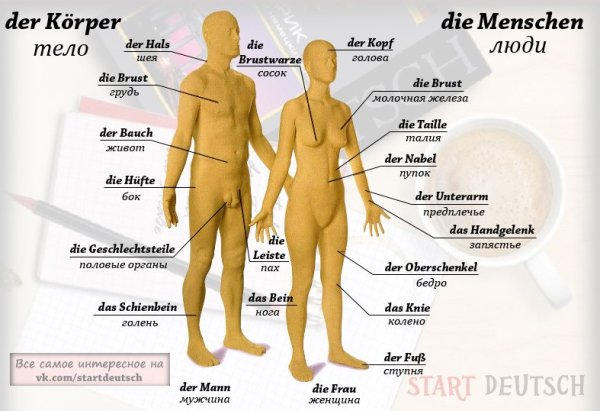Части тела человека на немецком языке