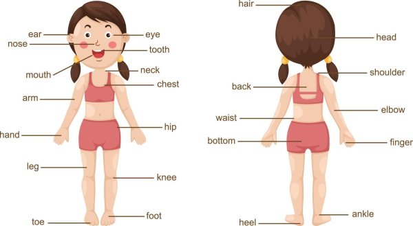 Части тела человека на английском