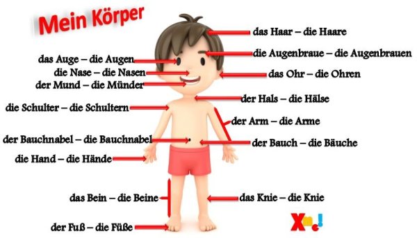 Части тела по немецки с переводом