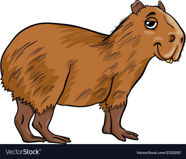 Капибара cartoon