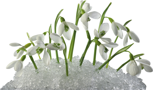 Подснежники на белом фоне