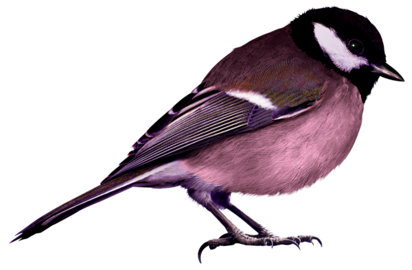 Картинка синица для детей на белом фоне