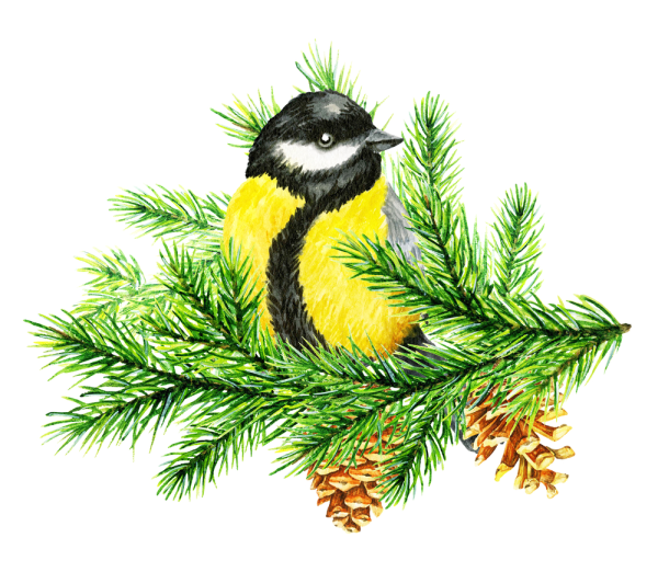 Синица на ветке зимой