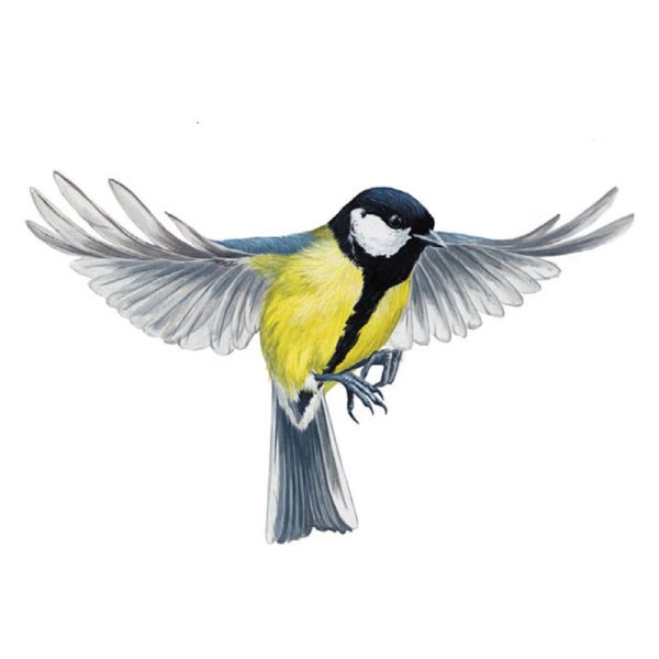 Синица на белом фоне