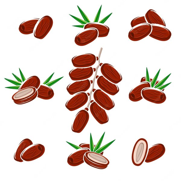 Финик нарисованный