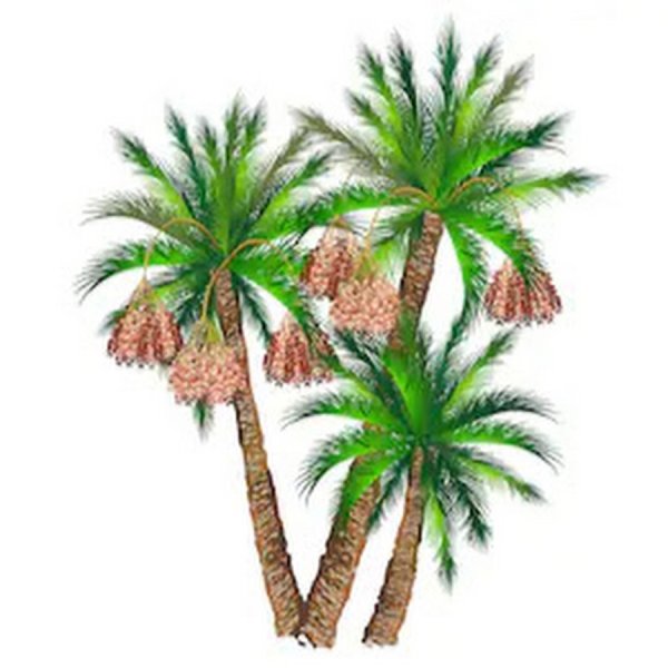 Кокос вектор