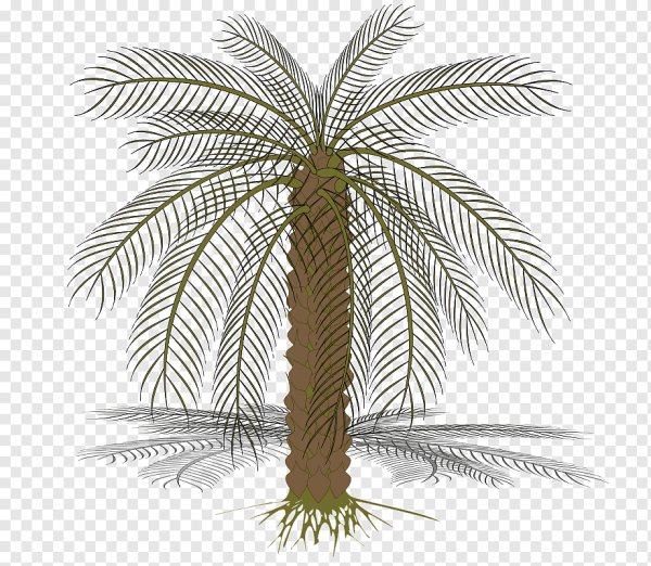 Финиковая Пальма векторна