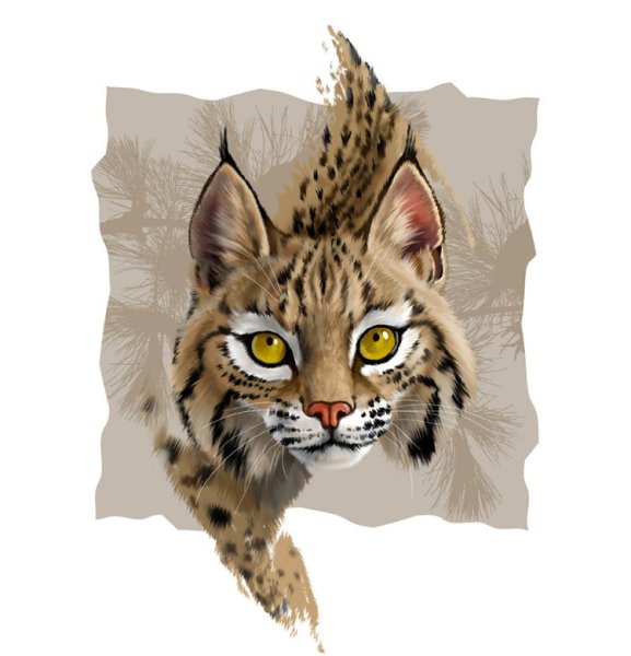 Рысь рисунок