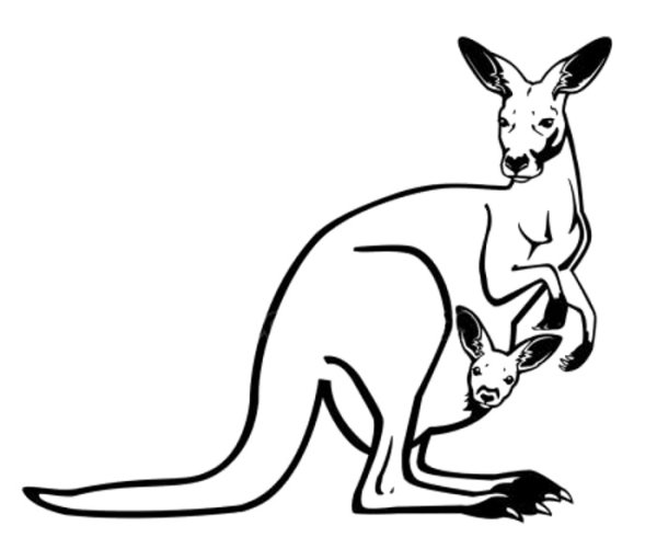 Кенгуру черно белое