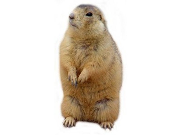 Символ суслика