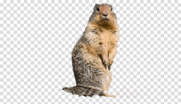 Сурок силуэт