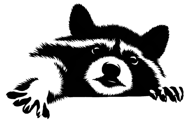 Енот черно белый