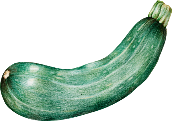 Кабачок акварелью