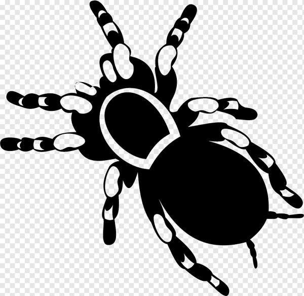 Мультяшный паук на белом фоне