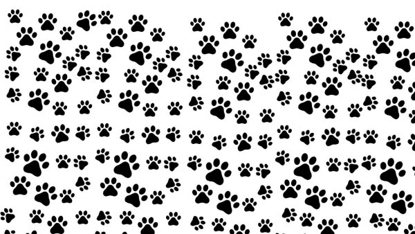 Фон следы животных