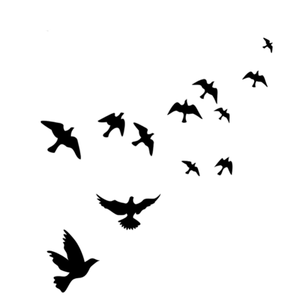 Стая птиц силуэт