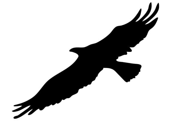 Белоголовый Орлан силуэт