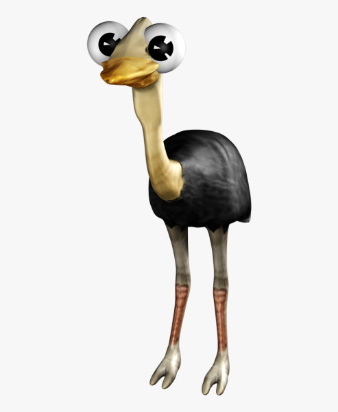 Страус эму на белом фоне