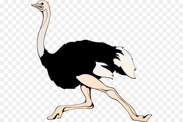 Сумасшедший страус рисунок