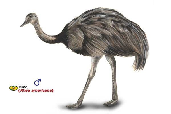 Страус для детей